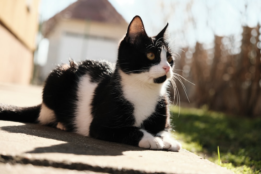 tuxedo cat lying on concrete floor during daytime