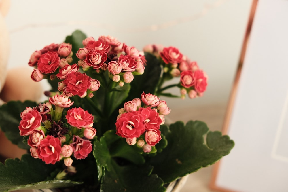 pink roses bouquet on white table