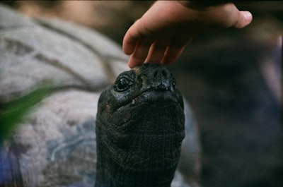 person holding black turtle shell seychelles teams background