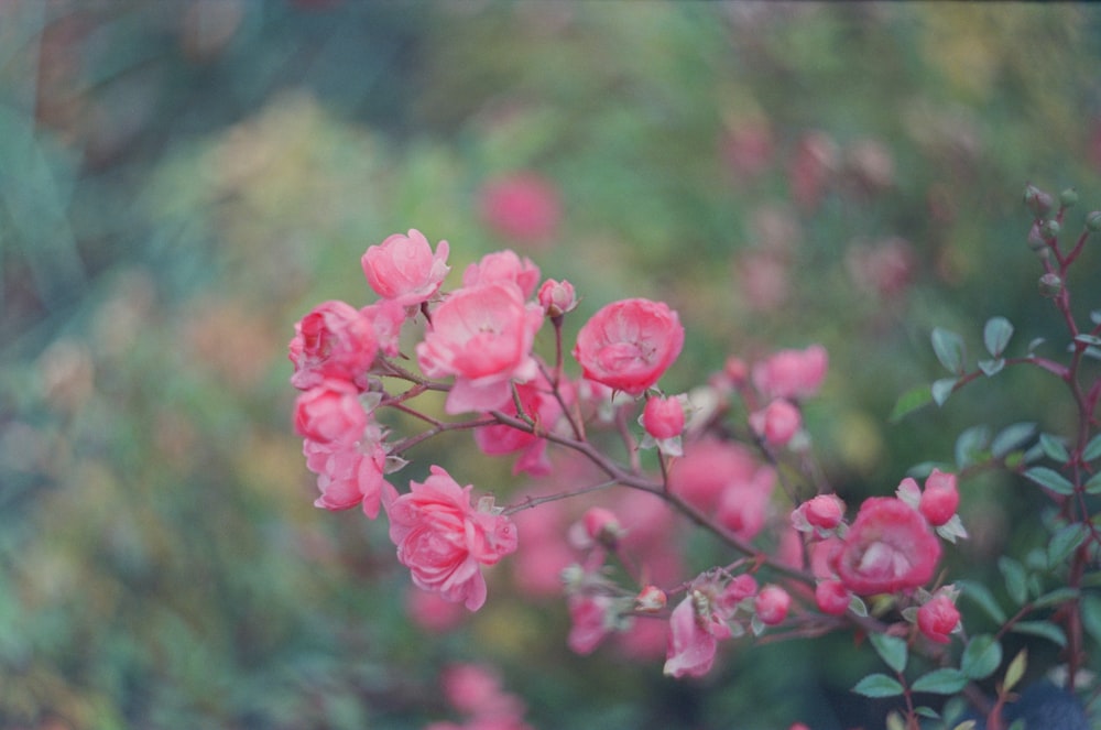 pink flowers in tilt shift lens