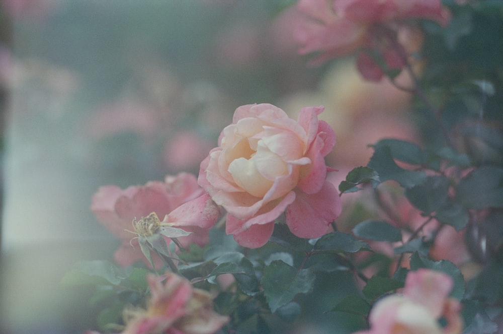 pink roses in bloom during daytime