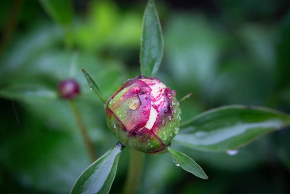 pink flower bud in tilt shift lens