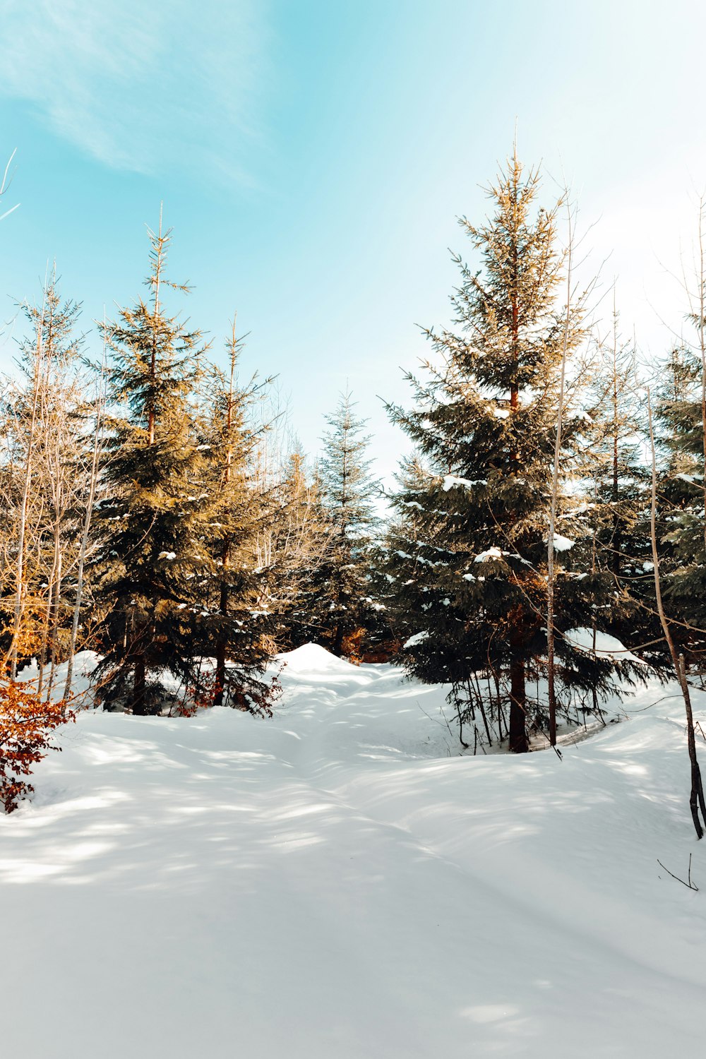 brown trees on snow covered ground under blue sky during daytime