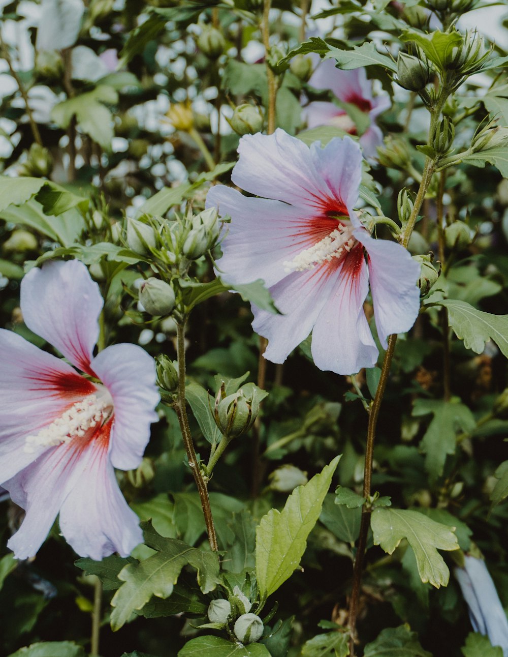 white and pink hibiscus in bloom during daytime