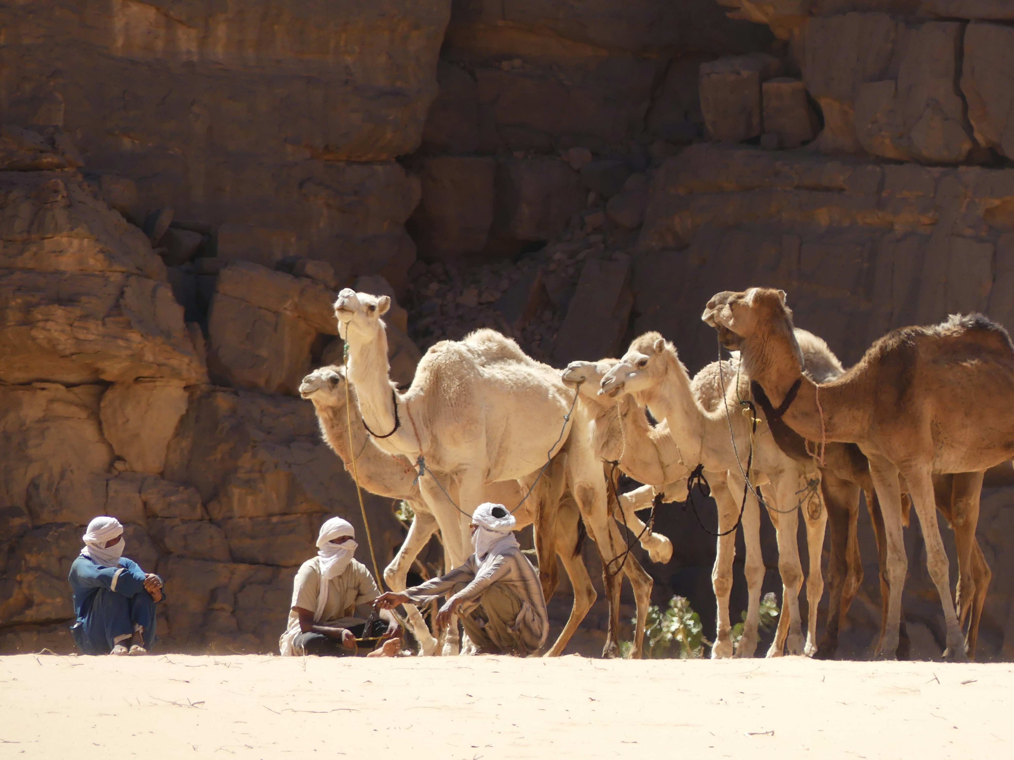 camels on brown sand during daytime