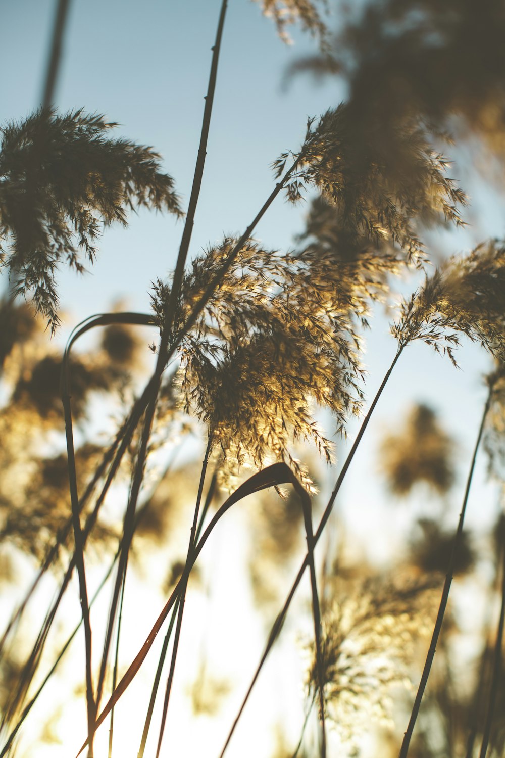 a close up of a bunch of tall grass