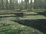Green hedges form a labyrinthine pattern in a landscaped garden, with carefully trimmed shrubbery creating pathways and corridors. The surrounding area appears blurred with tall trees in the background, suggesting a forest setting.
