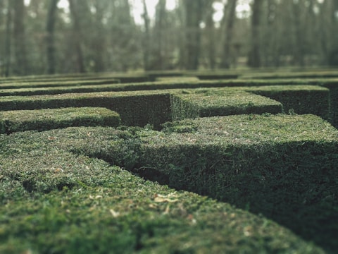 Green hedges form a labyrinthine pattern in a landscaped garden, with carefully trimmed shrubbery creating pathways and corridors. The surrounding area appears blurred with tall trees in the background, suggesting a forest setting.
