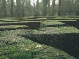 Green hedges form a labyrinthine pattern in a landscaped garden, with carefully trimmed shrubbery creating pathways and corridors. The surrounding area appears blurred with tall trees in the background, suggesting a forest setting.