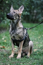 A young German Shepherd dog sits attentively on a grass-covered surface, wearing a black harness and leash. Its ears are perked up, and it seems to be observing something intently. The background consists of blurred greenery, creating a natural setting.