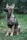 A young German Shepherd dog sits attentively on a grass-covered surface, wearing a black harness and leash. Its ears are perked up, and it seems to be observing something intently. The background consists of blurred greenery, creating a natural setting.