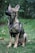 A young German Shepherd dog sits attentively on a grass-covered surface, wearing a black harness and leash. Its ears are perked up, and it seems to be observing something intently. The background consists of blurred greenery, creating a natural setting.