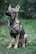 A young German Shepherd dog sits attentively on a grass-covered surface, wearing a black harness and leash. Its ears are perked up, and it seems to be observing something intently. The background consists of blurred greenery, creating a natural setting.
