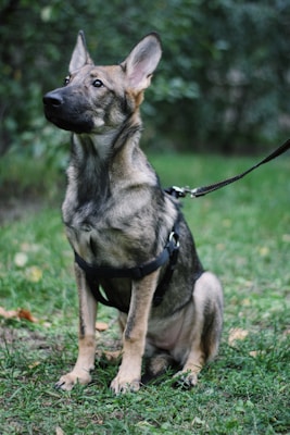 A young German Shepherd dog sits attentively on a grass-covered surface, wearing a black harness and leash. Its ears are perked up, and it seems to be observing something intently. The background consists of blurred greenery, creating a natural setting.