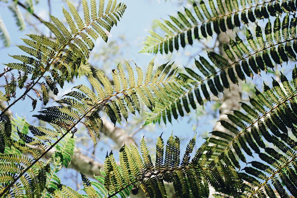 green leaves under blue sky during daytime