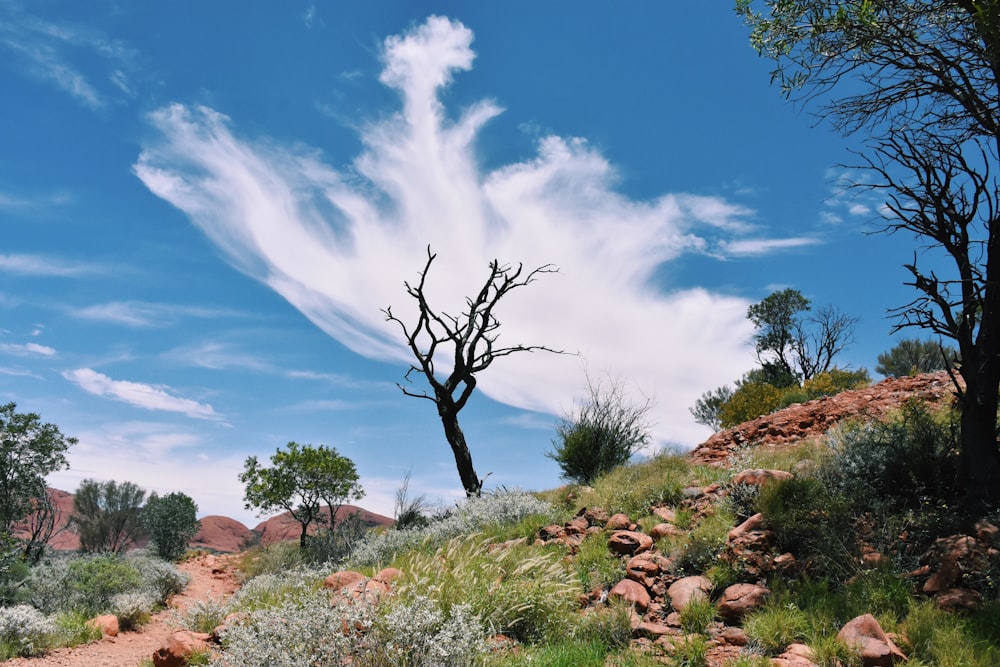 green grass and brown rocks under blue sky during daytime