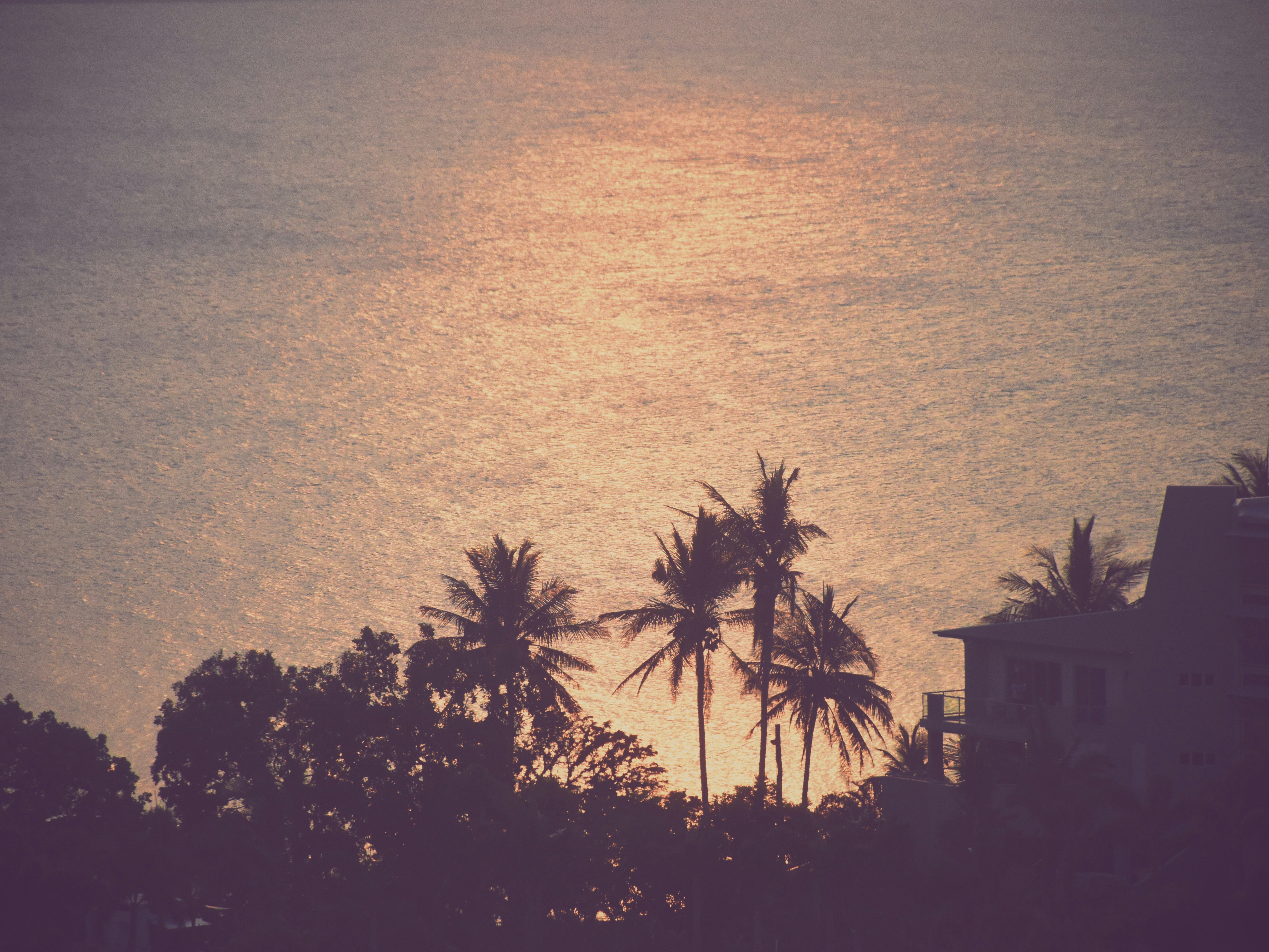 silhouette of palm trees near body of water during sunset