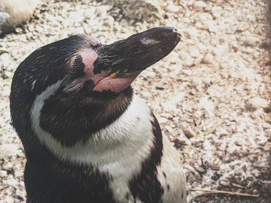 black and white penguin on brown soil in Zoo De Beauval France