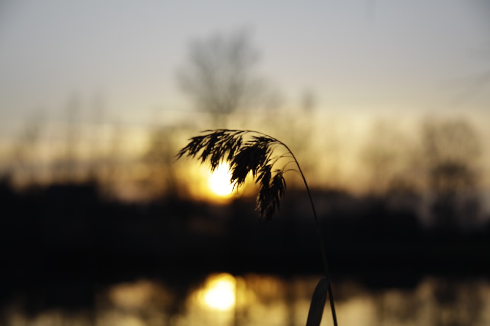 silhouette of palm tree during sunset