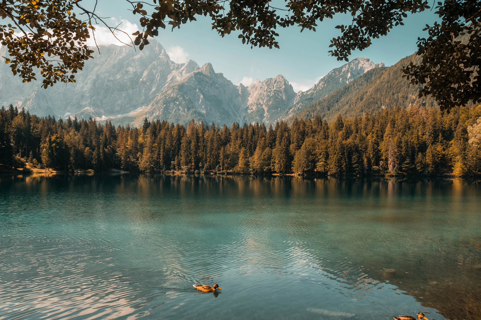 Arbres au bord d'un lac de montagne (image d'illustration)