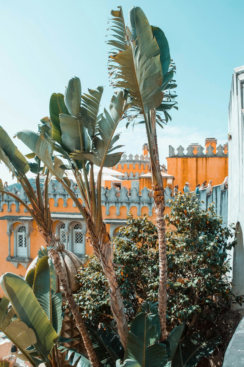 Plante de cactus vert près d’un bâtiment en béton brun pendant la journée