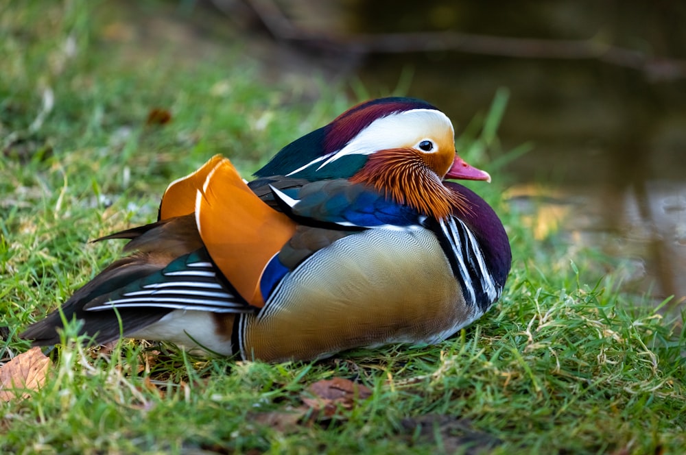 brown white and black duck on green grass during daytime