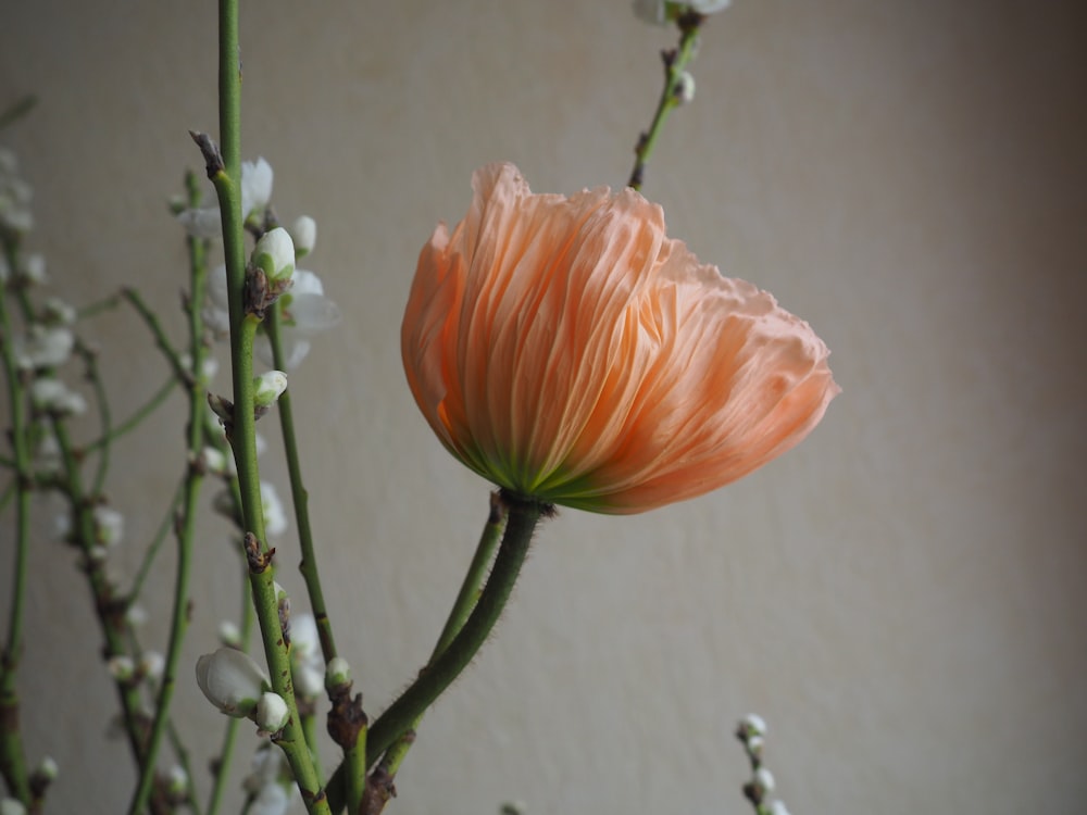 orange flower in tilt shift lens