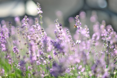 A field of lavender flowers in bloom with a honeybee collecting nectar. The lavender is bathed in soft, natural light, creating a dreamy and serene atmosphere.
