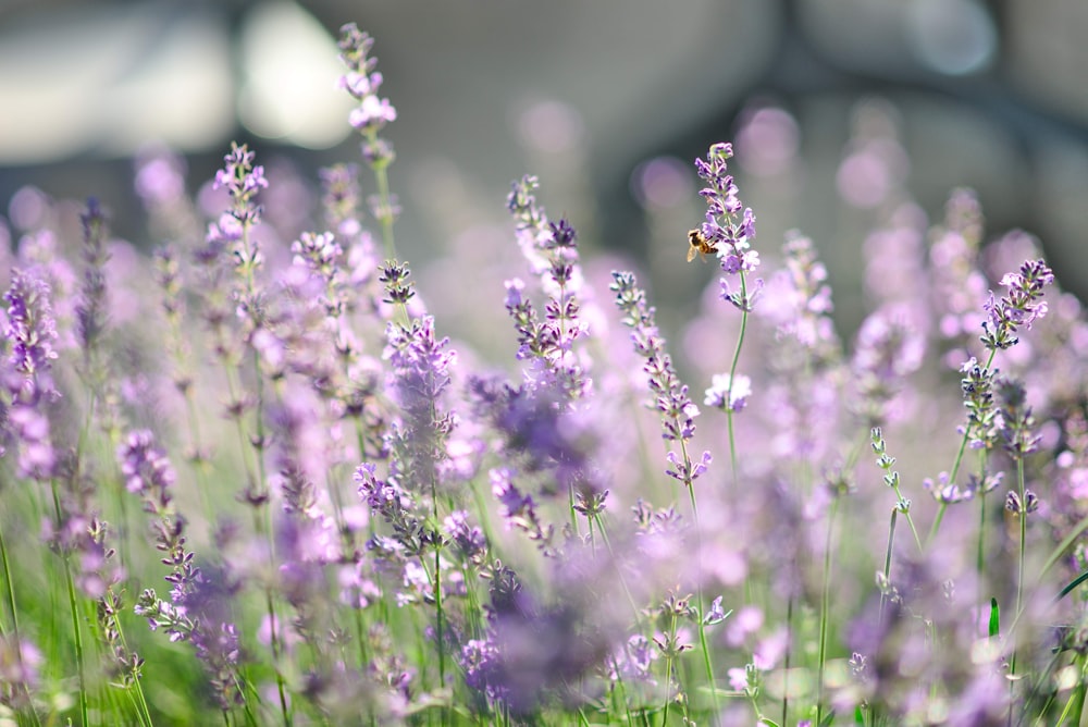 purple flowers in tilt shift lens