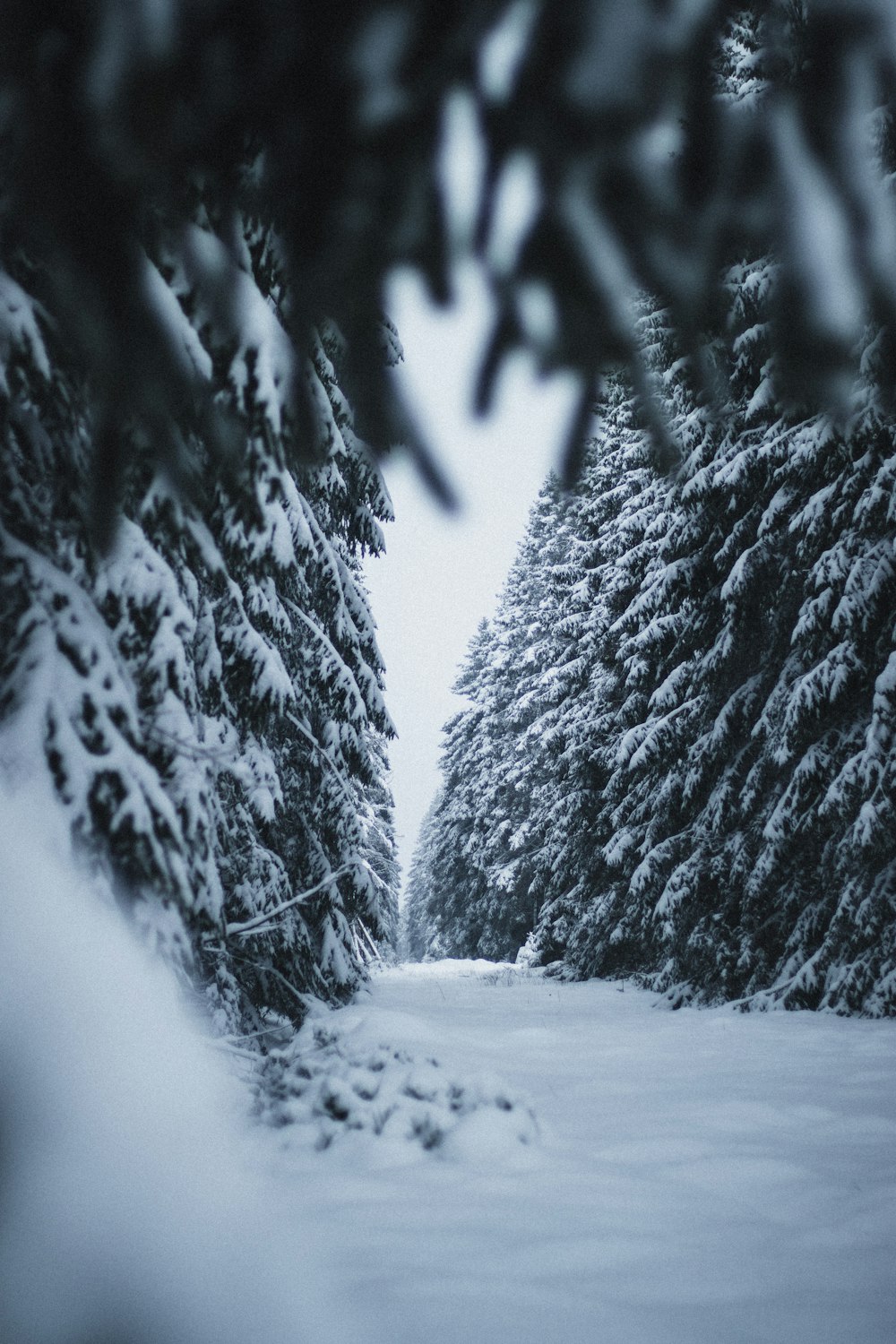 snow covered trees during daytime