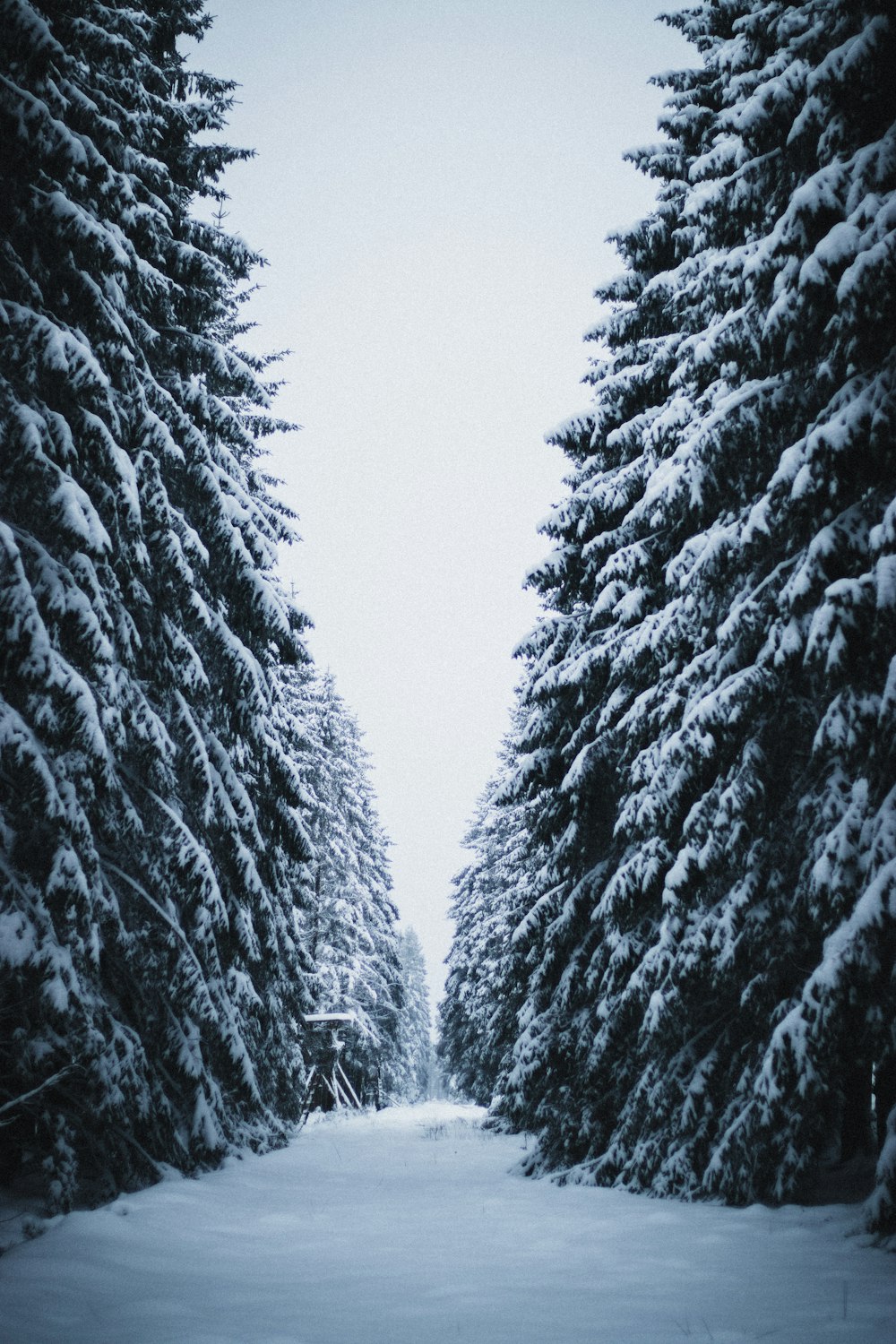 snow covered pine trees during daytime