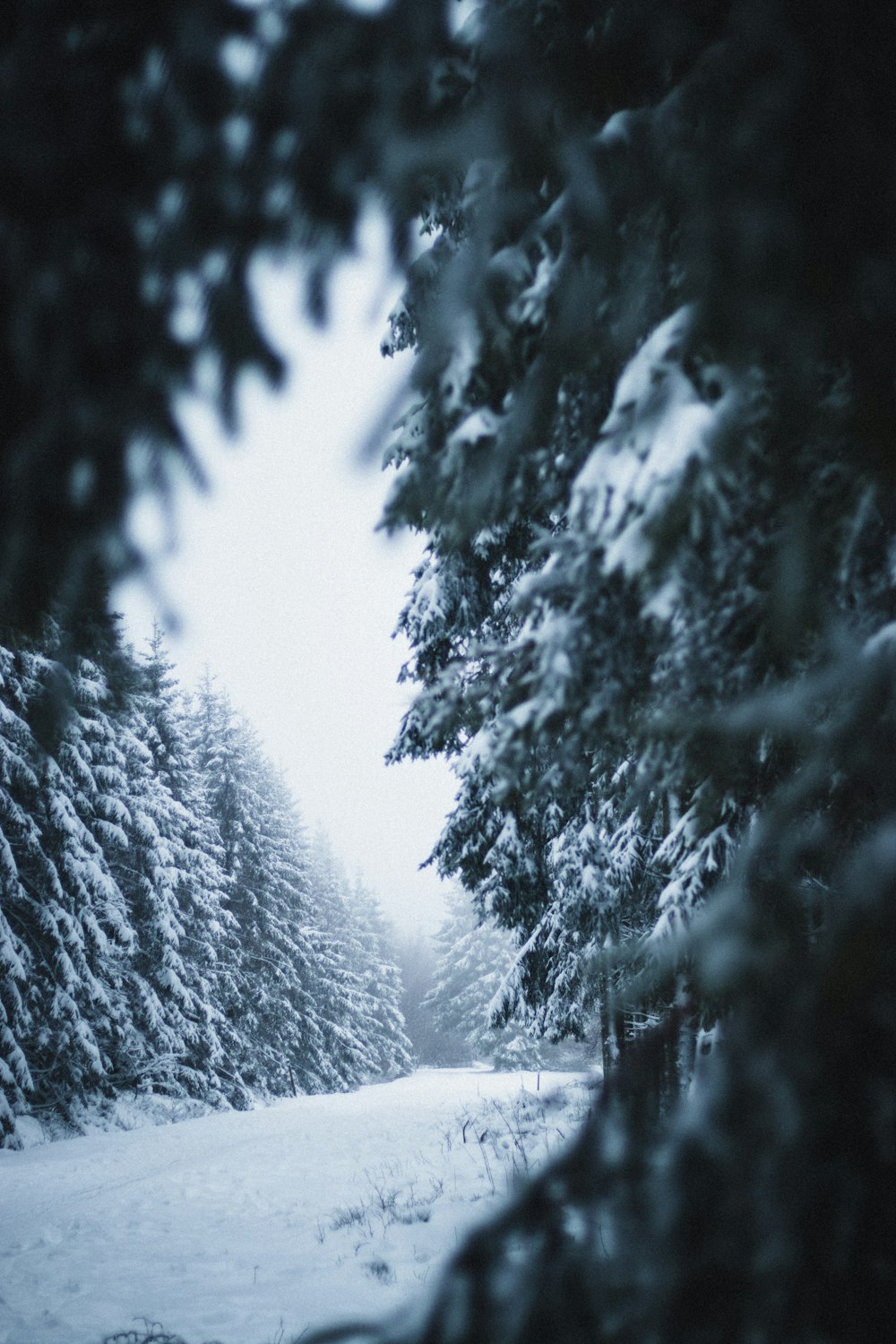 snow covered trees during daytime