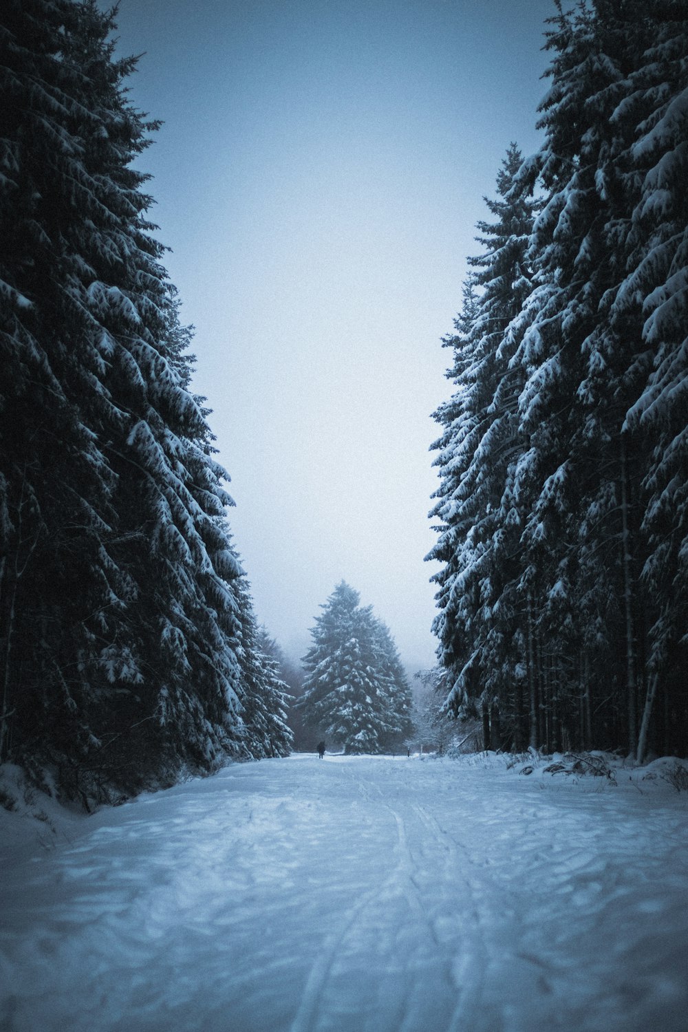 snow covered pine trees during daytime