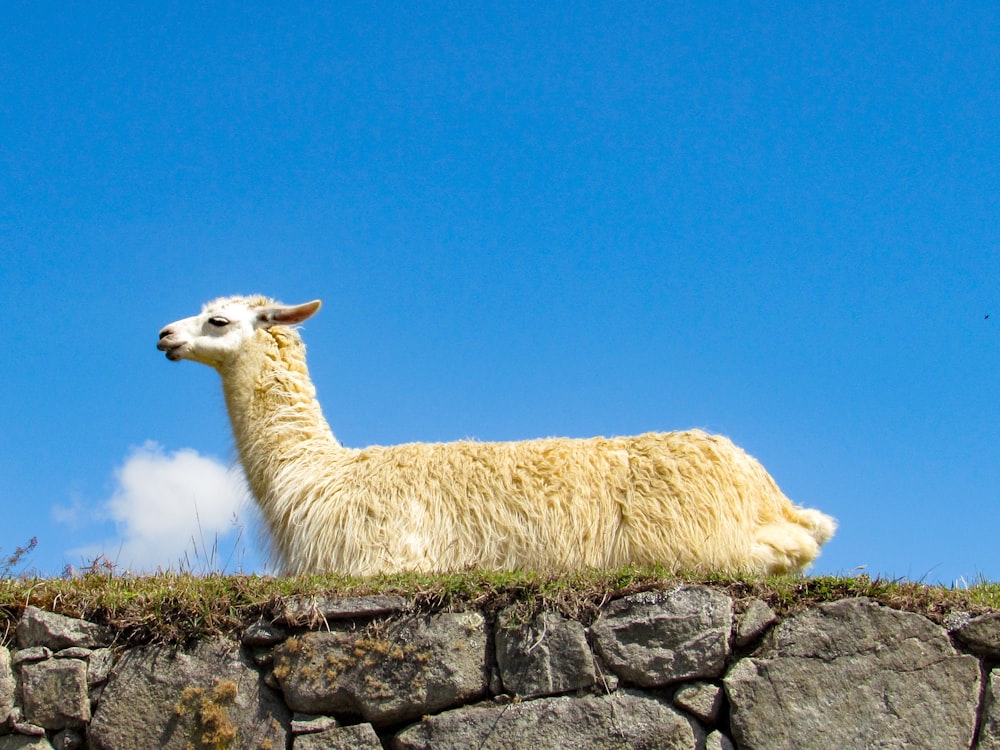 white and brown llama on gray rock under blue sky during daytime