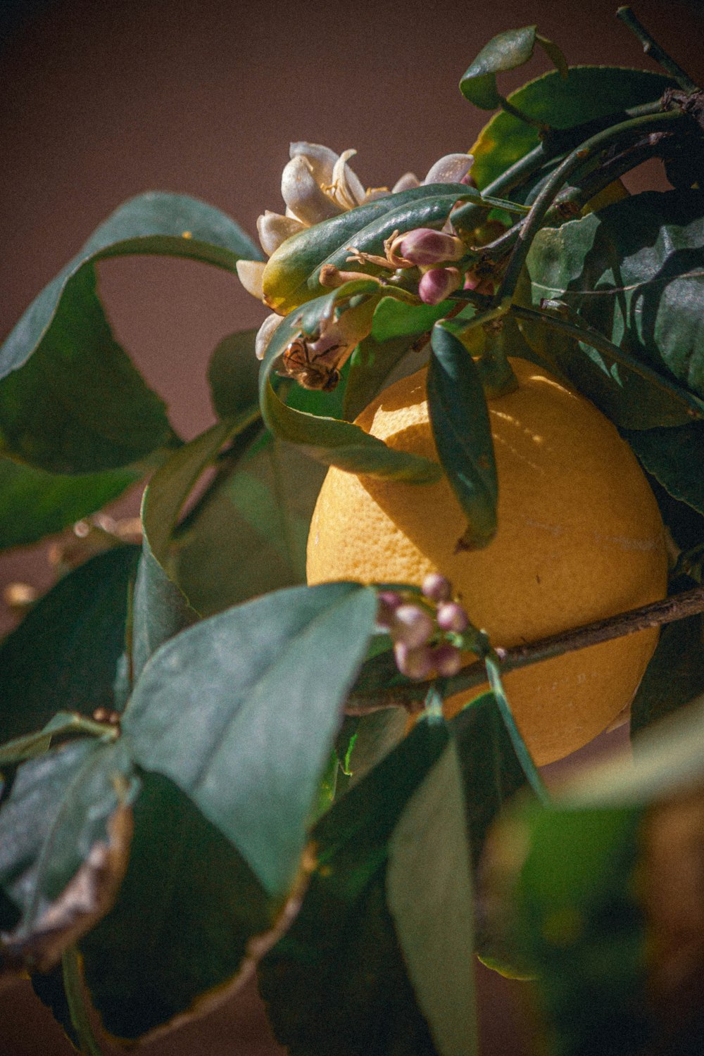 yellow lemon fruit with green leaves