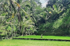 ubud rice terrace bali sightseeing