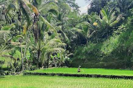 ubud rice terrace bali sightseeing