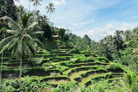 A lush, terraced landscape filled with vibrant green rice paddies, interspersed with tall palm trees. The terraces cascade down the hillside, with bright patches of sunlight highlighting the greenery. In the distance, a small wooden hut is nestled among the trees, under a bright blue sky dotted with fluffy white clouds.