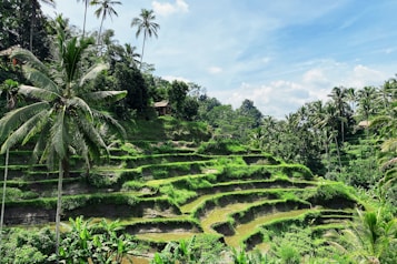 A lush, terraced landscape filled with vibrant green rice paddies, interspersed with tall palm trees. The terraces cascade down the hillside, with bright patches of sunlight highlighting the greenery. In the distance, a small wooden hut is nestled among the trees, under a bright blue sky dotted with fluffy white clouds.