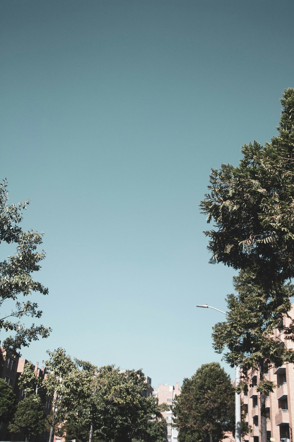 green tree under blue sky during daytime