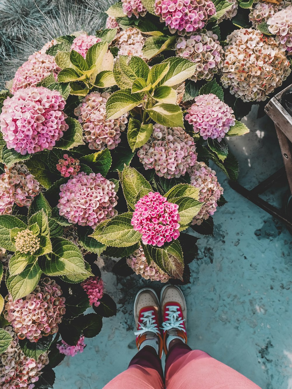 Foto de persona con zapatos negros y rojos de pie frente a flores rosas –  Imagen gratuita Planta en Unsplash