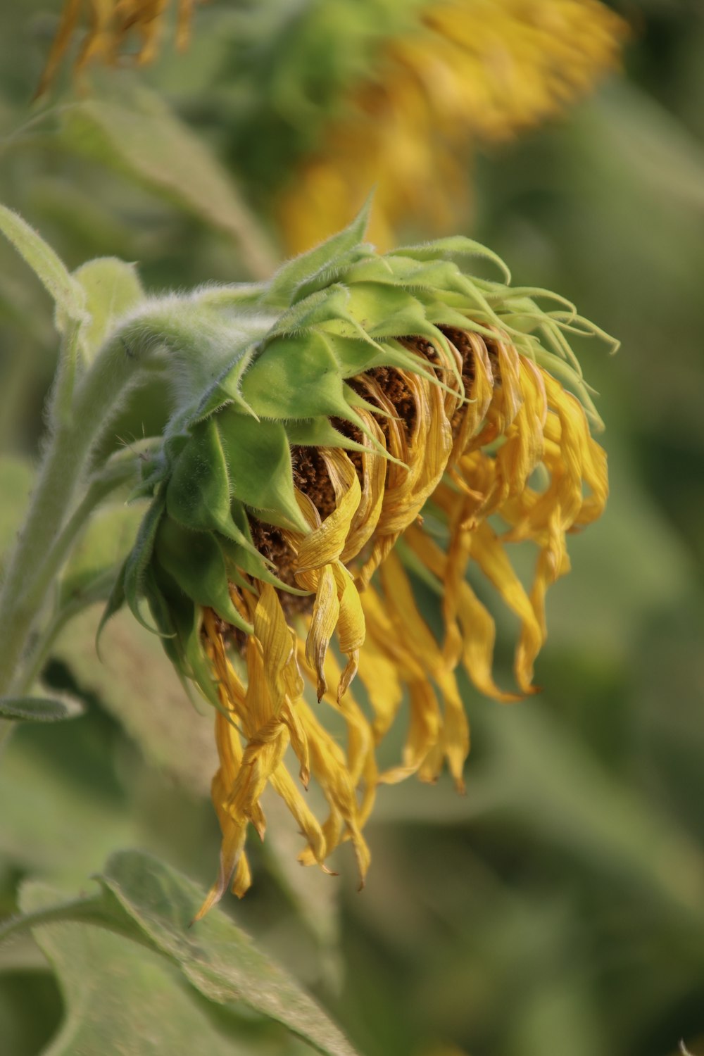 yellow flower in macro lens