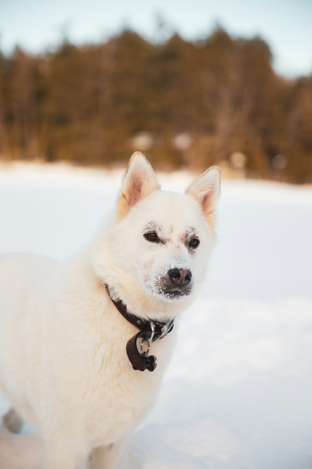 white short coated dog with black leash on snow covered ground during daytime