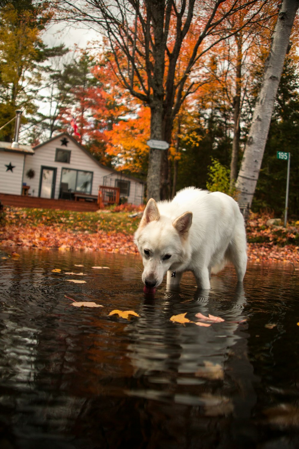 a white dog walking through a puddle of water