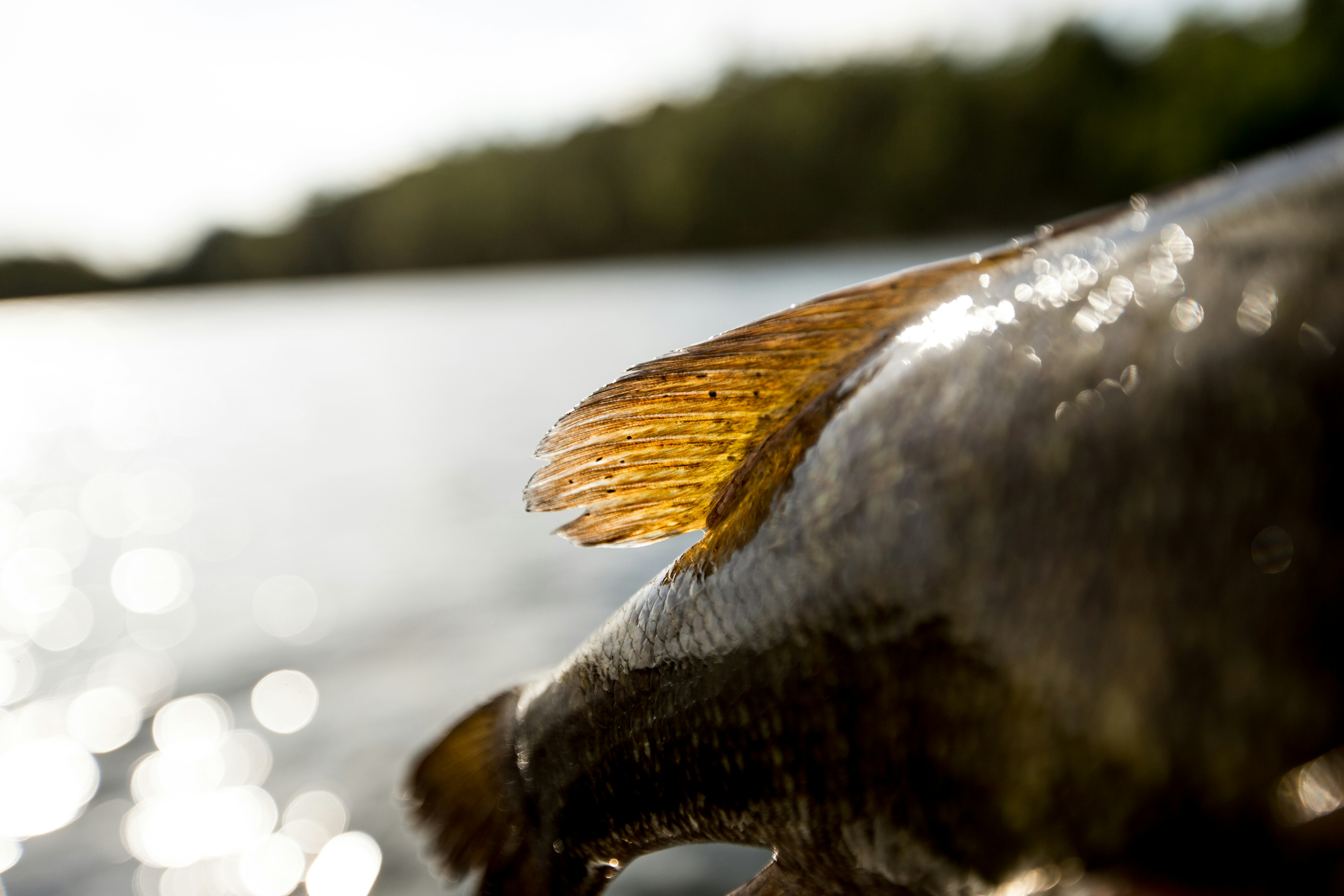 Muskie Waters Co.