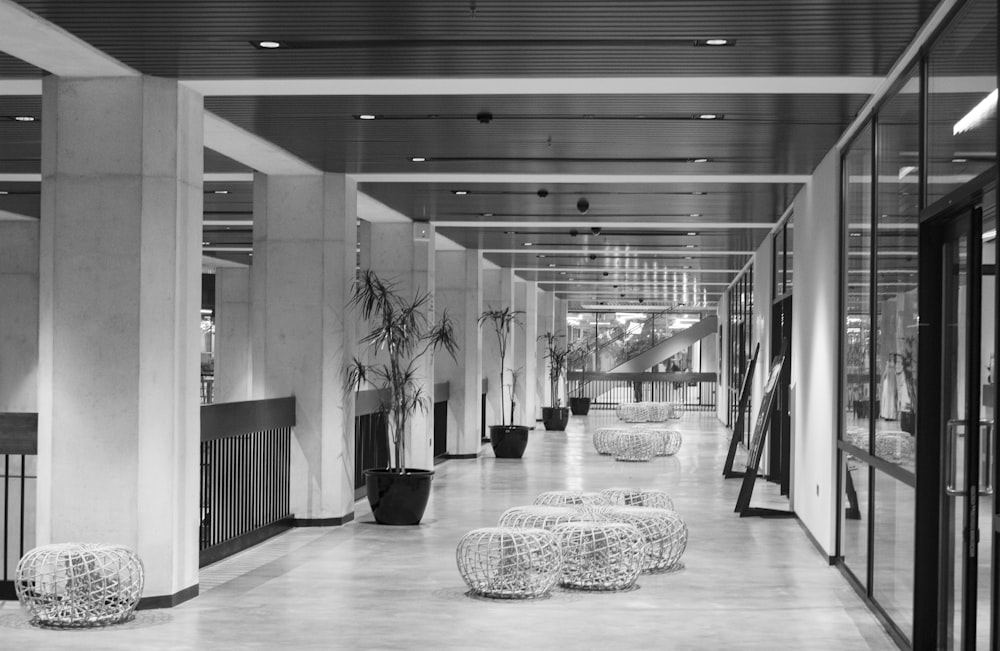 grayscale photo of a room with a potted plants