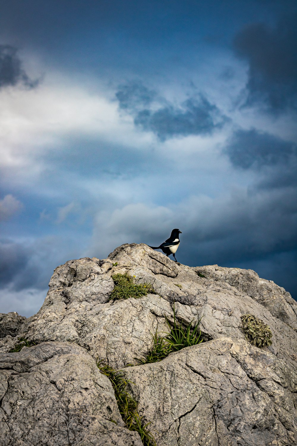 black and white bird on gray rock under white clouds during daytime