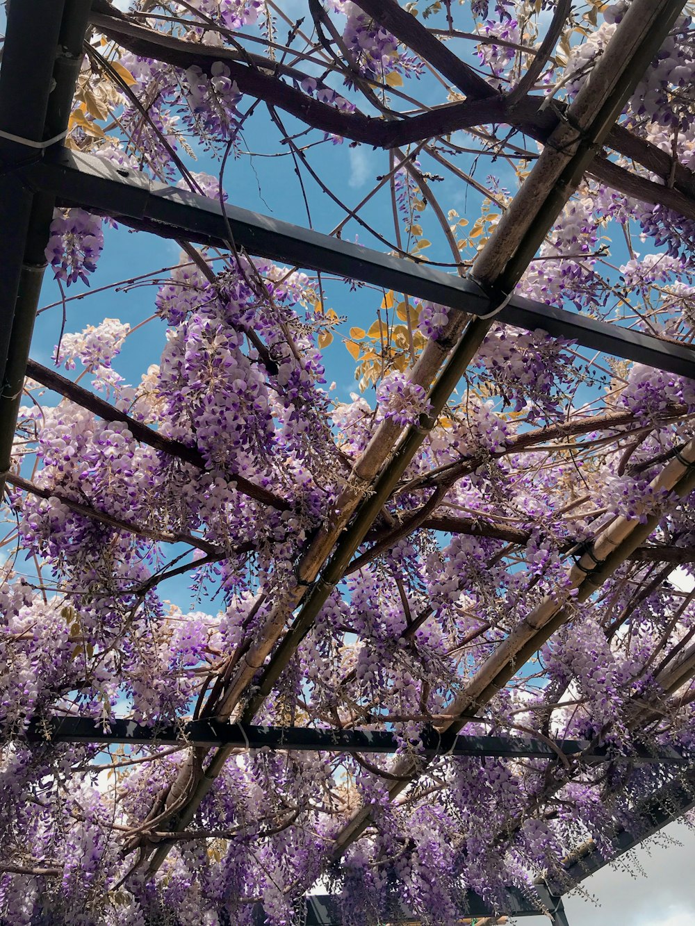 昼間の木の茶色の葉