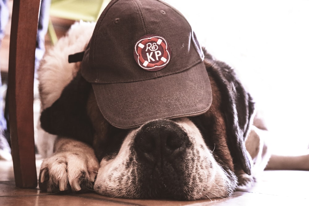 black and white short coated dog wearing black hat