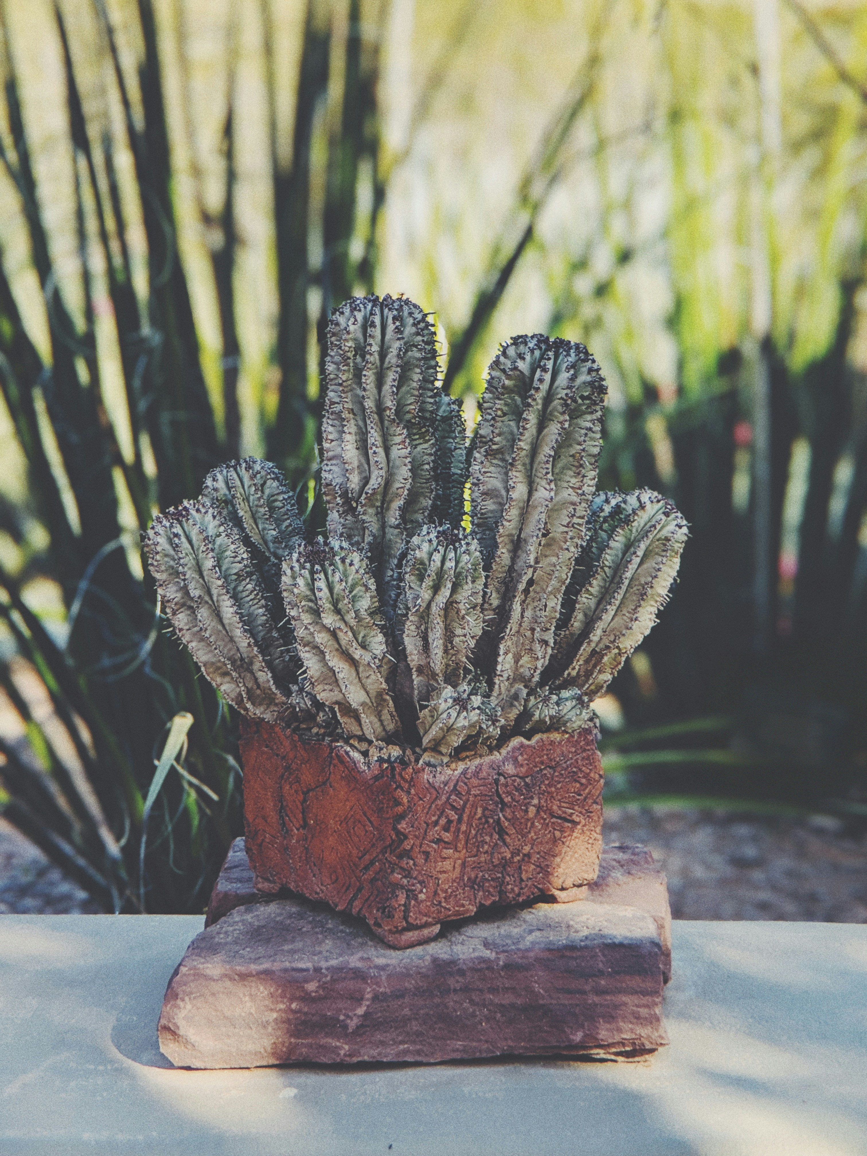 Aztekium Cactus único